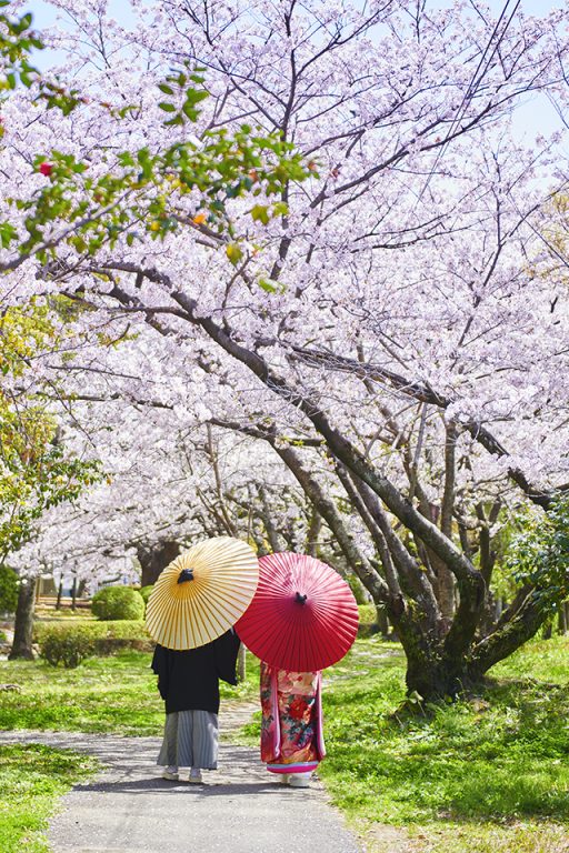 桜のフォトウェディング　前撮り　色打掛で和傘と撮影